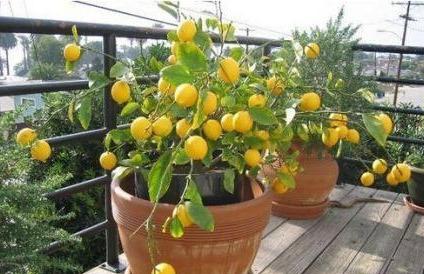 柠檬树烂根的表现是什么？家里养盆栽柠檬，不要踩“雷区”，枝叶绿油油，年年开花结果多