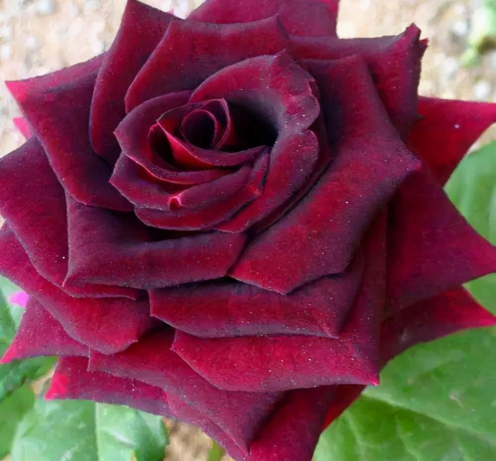 所有玫瑰花的花语 不同颜色的玫瑰花代表了不同的意思！来看看吧
