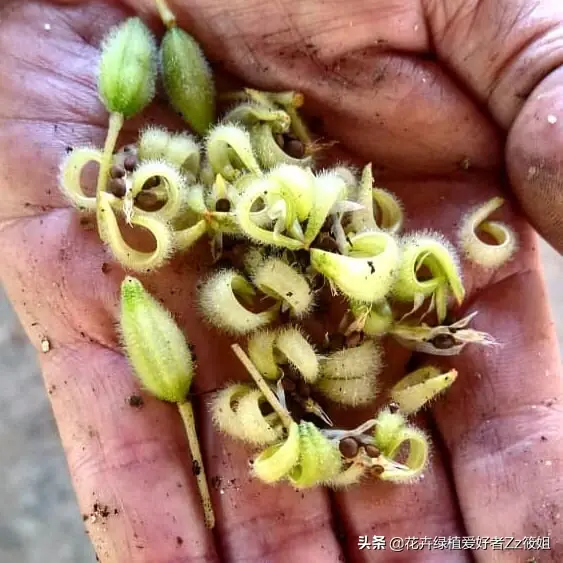 凤仙花怎么养才能更旺盛（凤仙花高效养护技巧，这样养叶片亮绿）